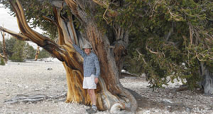 Bristlecone pine